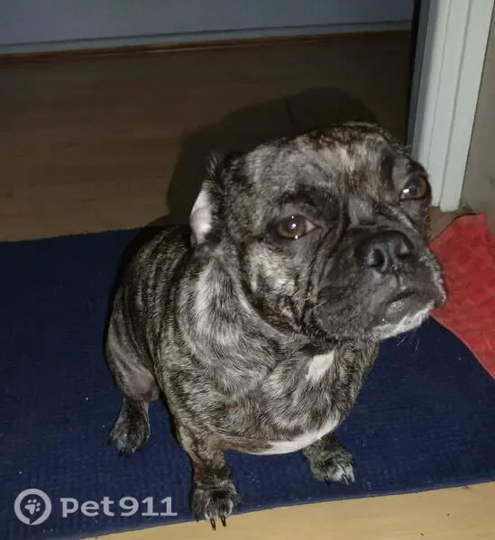 Lost dog, Coochin Hills Drive, Beerwah — female brindle Frug puppy - photo