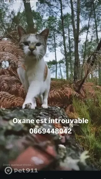 Chat perdu femelle, Chemin d'Arnaudin, 1019, Biscarrosse - blanche avec des taches claires - photo