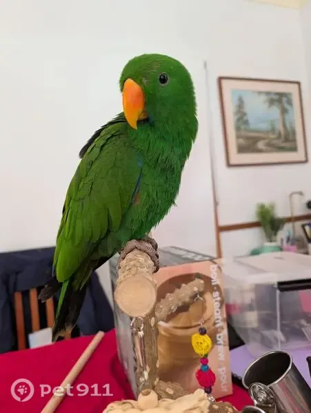 Lost bird, Gordon Place, 32, Brisbane - emerald green with red under wings - photo