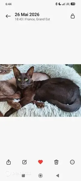 Chat perdu, femelle, Rue des Mûriers, 10, Champigny - orientale marron foncé - photo