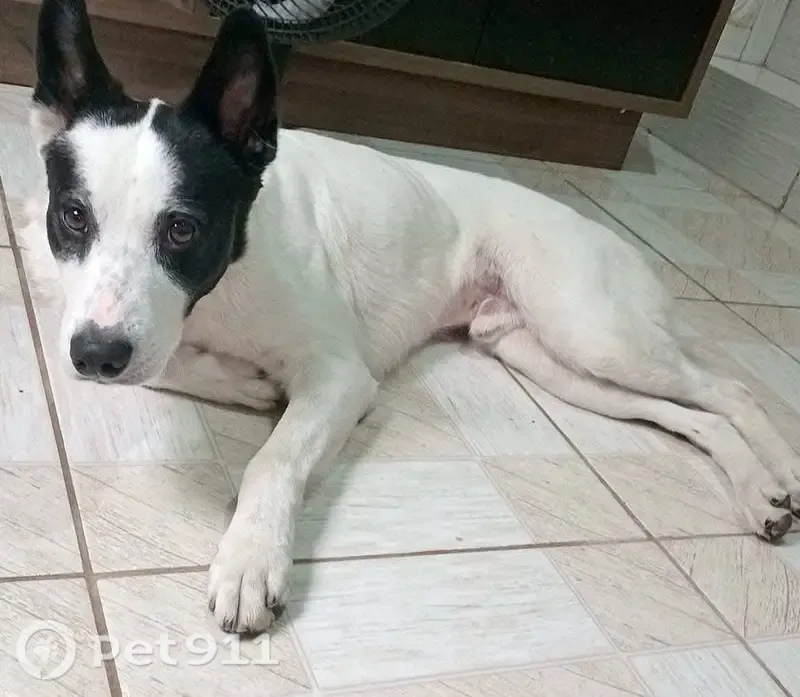 Perdido cachorro macho, Guaianases, São Paulo - SP, Brasil - photo