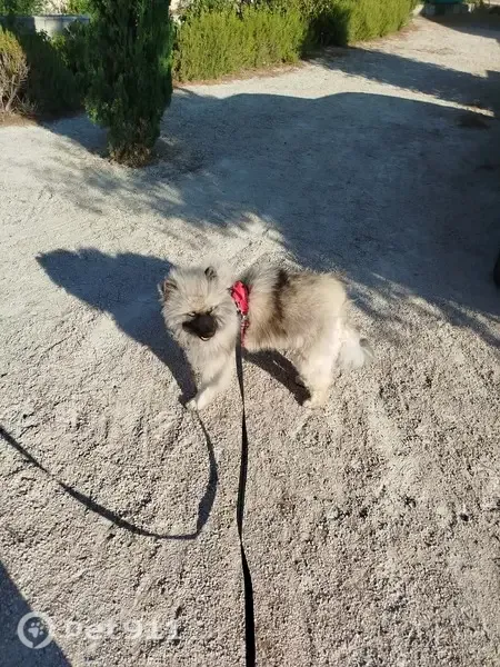 Chien perdu femelle, Beaucaire — très peureuse, collier rouge - photo