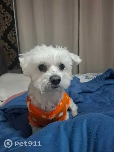 Perdido cachorro macho, Rua Franz Berwald, 36 — maltês branco dócil - photo