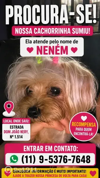 Perdido cachorro fêmea, Estrada Dom João Nery, 1461 - photo