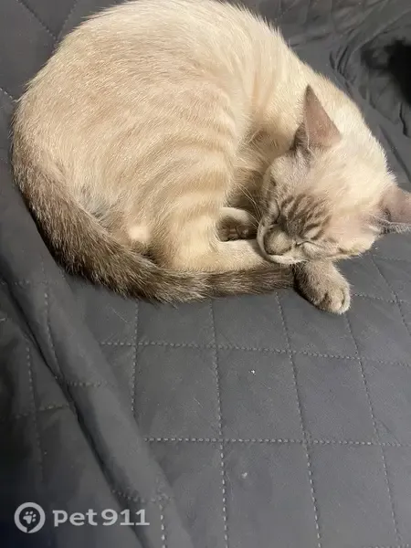 Perdido gato masculino, Carrer de Salvador Espriu, 27, El Vendrell, Tarragona — 3 meses - photo