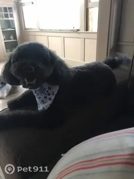 Lost dog, Brian Daniel Court, 4, Reisterstown — female, black coat, red invisible fence collar - photo