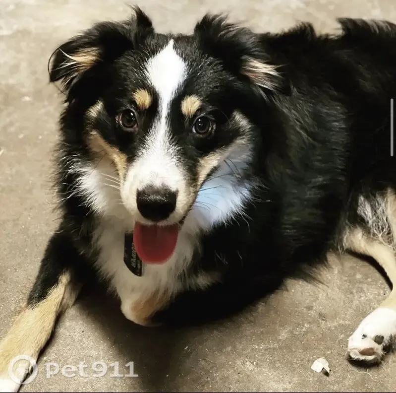 Lost dog, Vista Brook Drive, 13207, Houston - friendly tri-colored Australian Shepherd - photo