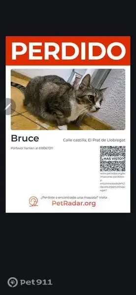 Perdido gato, Carrer de Castella, El Prat de Llobregat, Barcelona — gris pardo, 10-11 años - photo