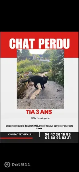 Perdu chien mâle, Paris - photo