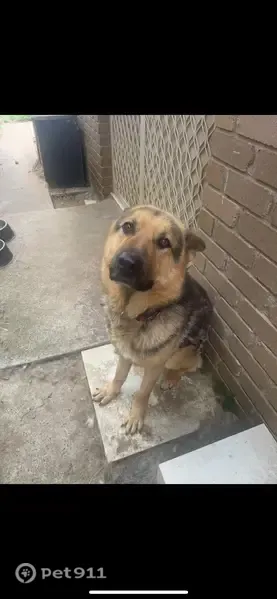 Lost dog, Cairns Road, 59, Casey City, Lyndhurst — male, large German Shepherd with red and green collars - photo