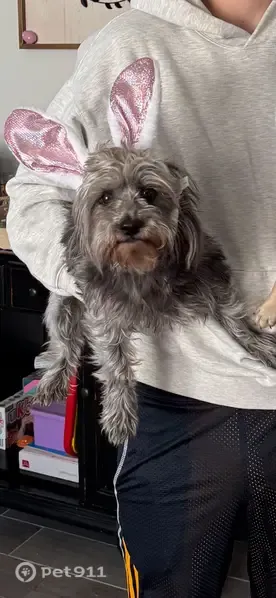 Lost dog, West 87th Street, Odessa, Schertz - small, very friendly, gray coat - photo