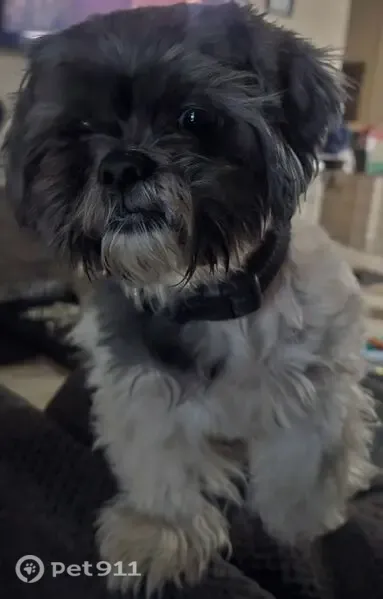 Lost dog, West Walker Way, 40058, Maricopa - photo
