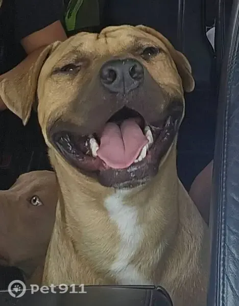 Lost dog, Maple Branch Road, 115, Reevesville, Orangeburg — friendly tan pit bull mix - photo