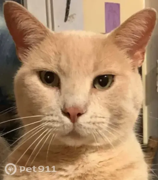 Lost cat, Jackson Avenue, 110, Rutland - 13-year-old neutered male, tan with ringed tail - photo