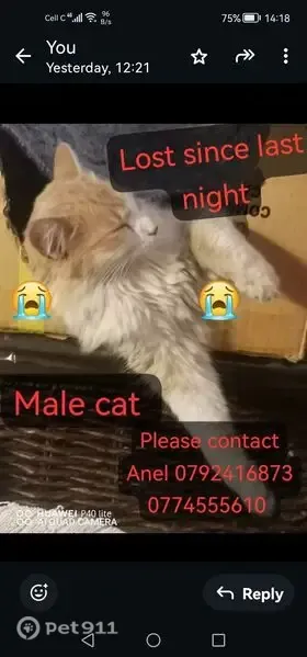 Lost cat, Cedar Street, 14, Johannesburg - male Turkish angora, light ginger, bushy big tail - photo