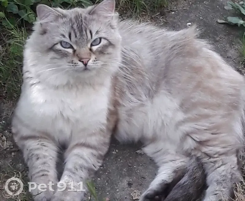 Chat perdu mâle, Rue de Darvoy, 6, Ingré - sibérien gris aux yeux bleus - photo