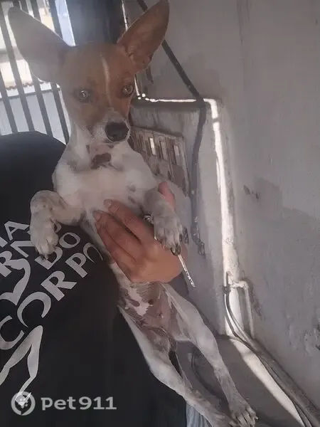 Encontrado cachorro fêmea, Rua Rio Tapajós, 21 — caramelo com branco - photo