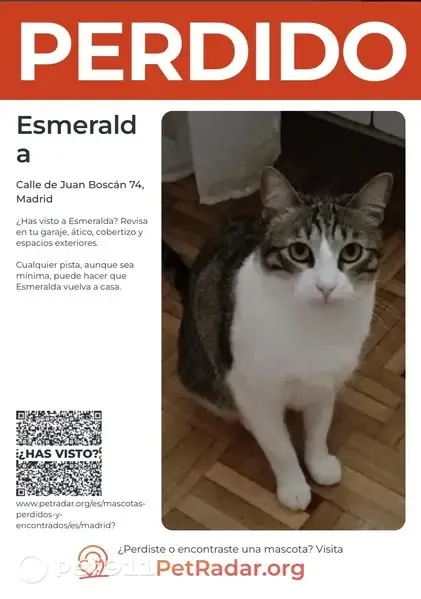 Perdido gato hembra, Calle de Gregorio Donas, 29, Madrid - castrada y con chip - photo