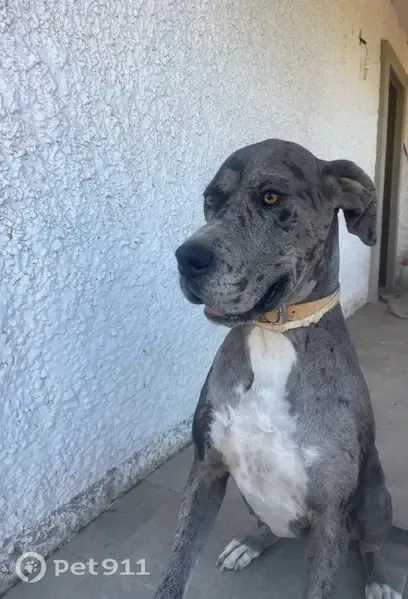 Perdido perro hembra, Calle Muas Oeste, Comunidad de Madrid, Sevilla - gris, grande y con cicatriz en la pata trasera derecha - photo
