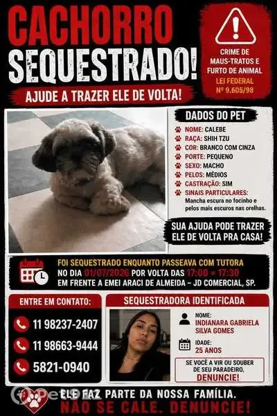 Perdido cachorro macho, Rua João Machado de Oliveira, São Paulo — Shitzu branco e bege - photo