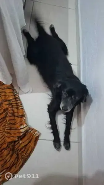 Perdido cachorro macho, Rua Haji Munif Bagdad, 20 — com a pata esquerda quebrada - photo