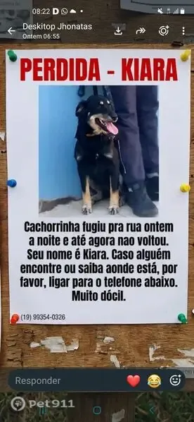 Perdido cachorro fêmea, Praça do Patriarca, 49 — pelo preto - photo