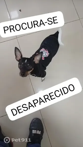 Perdido cachorro macho, Rua Francisco Correia Vasques, 135 — pequeno, preto e branco com manchas marrom - photo