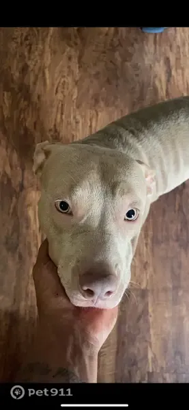 Lost dog, Jeffery Avenue, 7925, North Port - tan female with 2 pups - photo