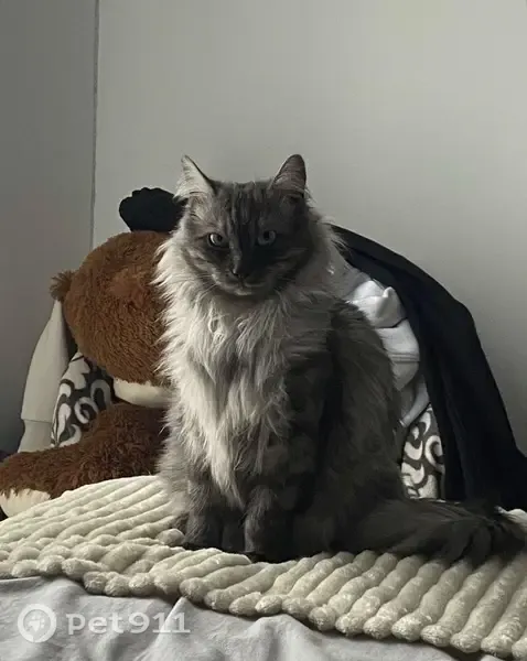 Chat perdu femelle, Rue Jean-Paul Belmondo, 10, Chantepie - collier rouge - photo