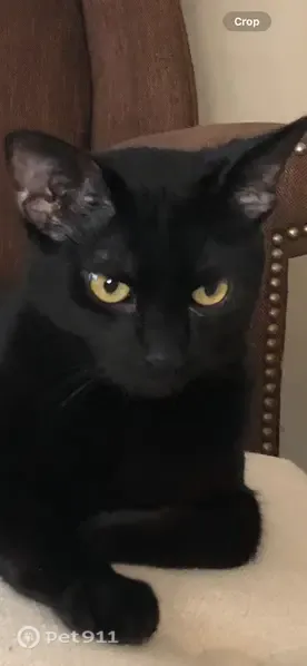 Lost cat, South Euclid Avenue, 558, Villa Park — male, skinny, solid black with green eyes - photo
