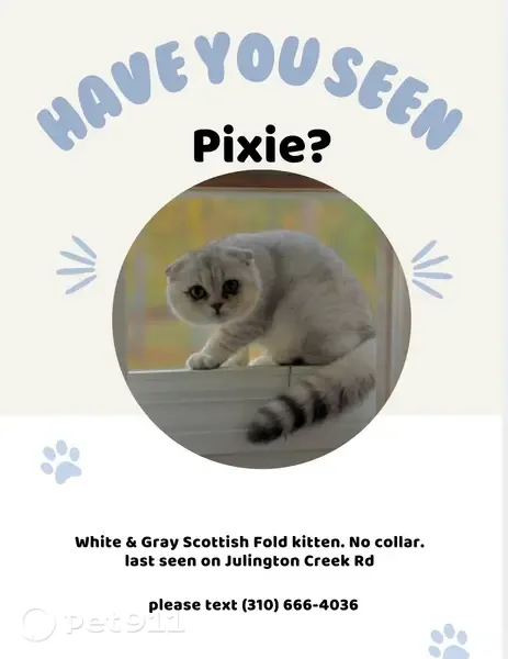 Lost cat, Julington Creek Road, 5048, Westland - Scottish Fold - photo
