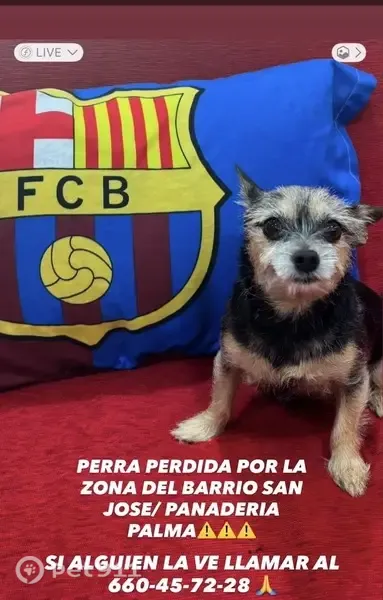 Perdido perro hembra en Chamberi - muy pequeño, cariñoso y asustadizo - photo