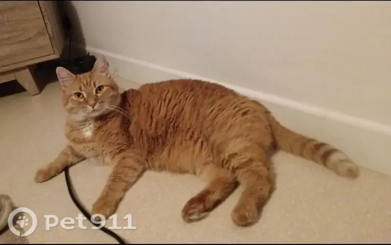 Chat perdu mâle, Esplanade Pierre Garrigues, 5, Toulouse - roux, très peureux - photo