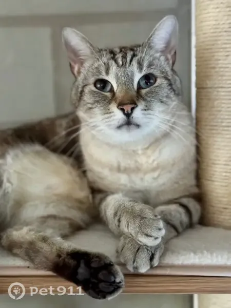 Chat perdu mâle, Avenue François Mitterrand, 1, Le Teich - siamois tabby point gris - photo