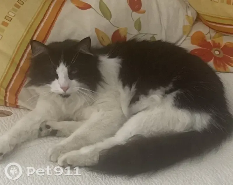Chat perdu mâle, Rue de Charost, 3, Bolbec - noir et blanc, poil long - photo