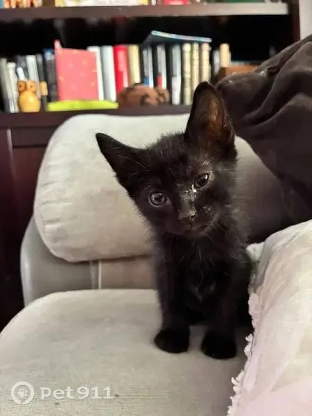 Encontrado gato, Calle Arroyo, 12, El Ronquillo, La Rinconada - en casa de acogida y buscando familia - photo