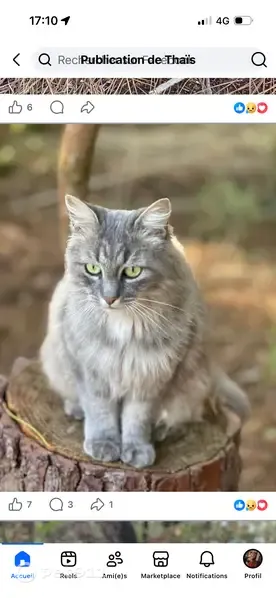 Perdu chat femelle à Lège-Cap-Ferret, Nouvelle-Aquitaine, Paris - grise, yeux verts, pucée - photo