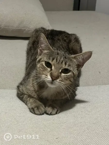 Perdue chatte femelle, Rue des Roseaux, 50 Bis, Toulouse - tigrée et très petit gabarit - photo
