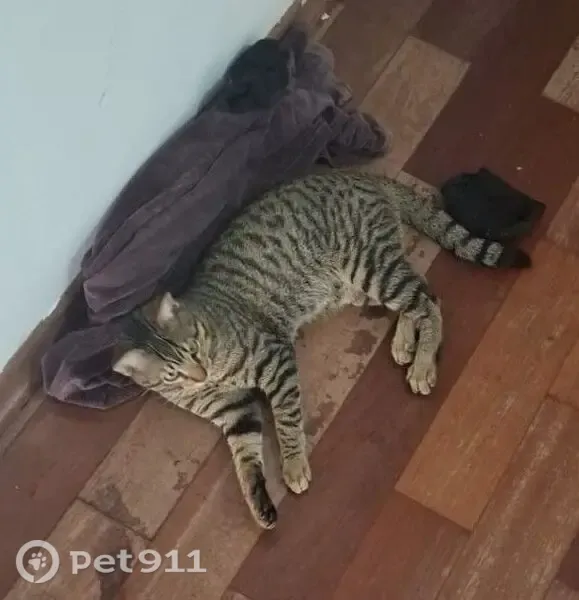 Perdido gato macho, SP-340, km 128,5 sul, Jaguariúna - SP, Brasil - com coleira bege - photo