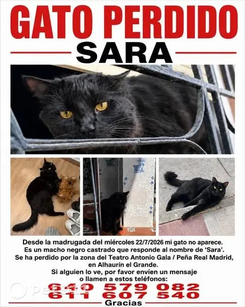 Perdido gato macho, Calle Cristo de la Agonía, Alhaurín el Grande - grande y de cola bastante peluda - photo