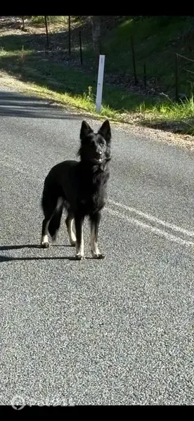 Lost dog, Love Lane, Albury - friendly but may bark when scared - photo