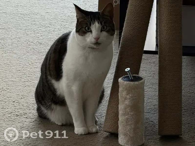 Lost cat, Dorset Road, 466, Knox City, Mount Dandenong — male tabby and white cat - photo