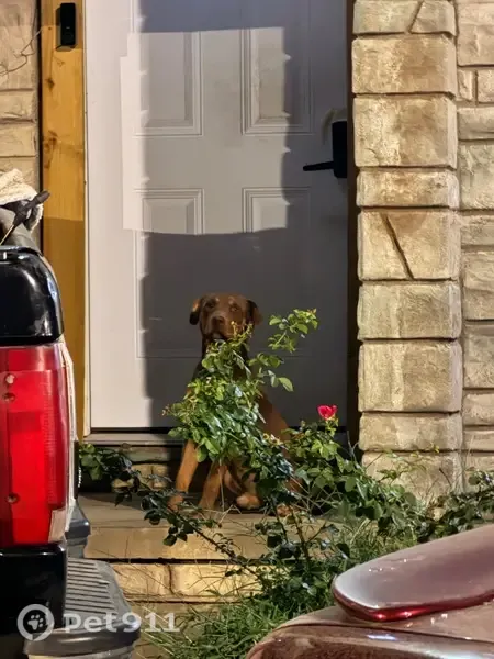 Lost dog, North Martin Luther King, Junior Boulevard East, 2304, Tulsa - male - photo