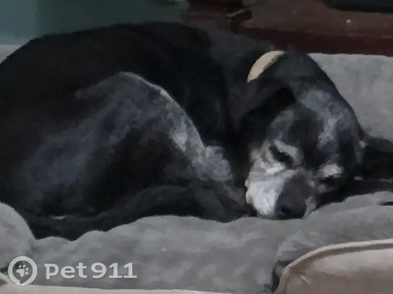 Lost dog, North Robinson Avenue, 101, Oklahoma City - very old small terrier - photo