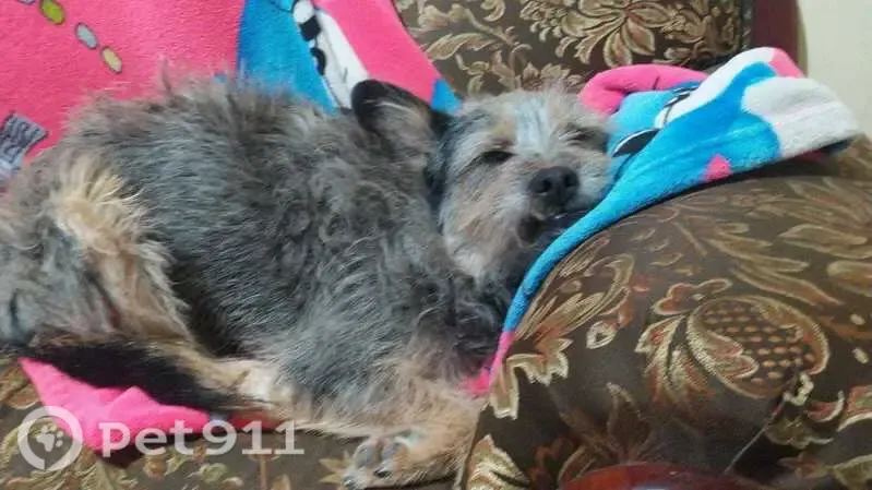 Perdido perro hembra, Calle Físicos, 3051, Guadalajara, Tlaquepaque - ojo rojo y orejas paradas - photo