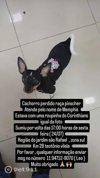 Perdido cachorro macho, São Paulo - photo