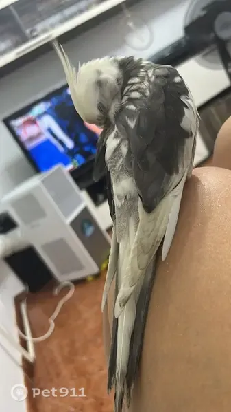 Perdida ave macho, Carrer de Manolo Taberner, 4, Mislata - blanca y gris, con anilla verde en la pata izquierda - photo