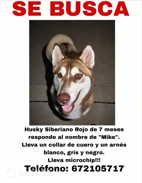Perdido perro macho, Urbanización Casquero P, 13, Dos Hermanas — color rojo - photo