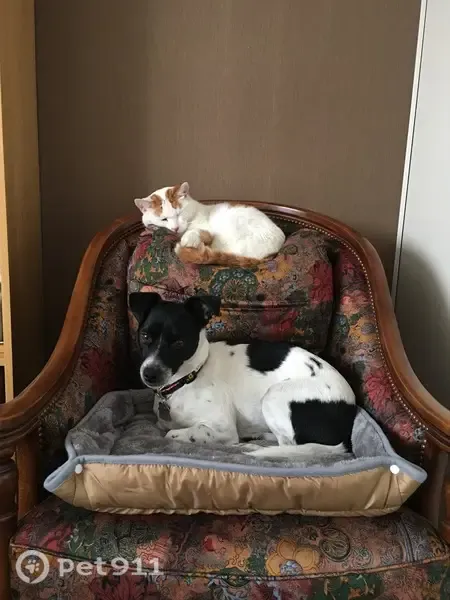 Chat perdu, mâle, Rue Paul Langevin, Chenôve, Dijon - blanc et roux, castré et pucé - photo