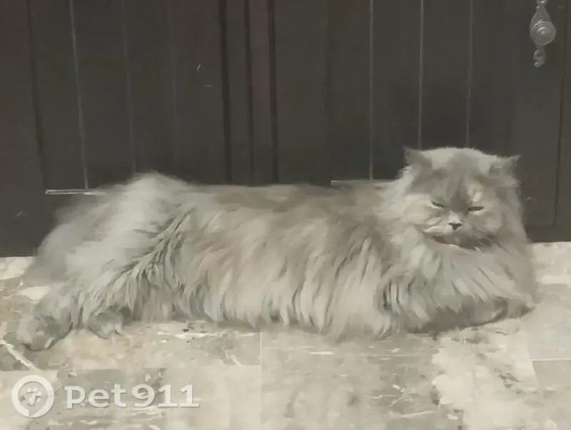 Perdido gato hembra, Guillena, Andalucía, Pozuelo de Alarcon - persa gris de pelo largo - photo